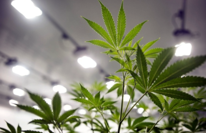 Canopy Growth Requests S&P To Withdraw Its Credit Ratings